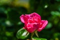 Beautiful sole pink rose, Macro shot, blurry background Royalty Free Stock Photo