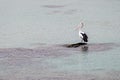 Beautiful solitary pelican on an isolated rock in the middle of the sea, Penneshaw, Kangaroo Island, Southern Australia