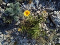 Beautiful solitary yellow flower bathing in the ray of the sun, growing near a rock