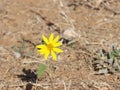 Beautiful solitary yellow flower in the immensity of the field Royalty Free Stock Photo