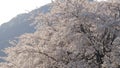 Beautiful someiyoshino sakura tree in spring time
