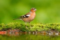 Beautiful songbird, Chaffinch, Fringilla coelebs, in water mirror, brown songbird sitting in the water, nice lichen tree branch, b