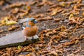 Beautiful songbird Common chaffinch in wildlife posing