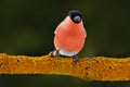 Beautiful songbird. Grey songbird Bullfinch sitting on yellow lichen branch, Sumava, Czech republic. Wildlife scene from nature. R