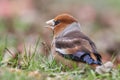 Beautiful songbird, Hawfinch Coccothraustes coccothraustes