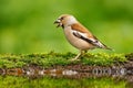 Beautiful songbird, Hawfinch, in water mirror, brown songbird sitting in the water, nice lichen tree branch, bird in the nature