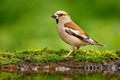 Beautiful songbird, Hawfinch, in water mirror, brown songbird sitting in the water, nice lichen tree branch, bird in the nature ha Royalty Free Stock Photo