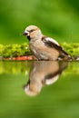 Beautiful songbird, Hawfinch, in water mirror, brown songbird sitting in the water, nice lichen tree branch, bird in the nature ha Royalty Free Stock Photo