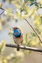 beautiful songbird sits on the branches of willow in the spring Sunny garden and sings