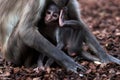 A beautiful sooty mangabey calf scratching her head while being breastfed by her mother