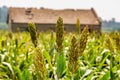 Sorghum fields in Kinmen