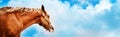 A beautiful sorrel horse against a blue cloudy sky. Portrait of a horse. Freedom Royalty Free Stock Photo