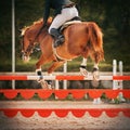 A sorrel horse with a fluffy red tail with a rider in the saddle jumps over a high orange barrier in a show jumping competition. Royalty Free Stock Photo