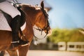 A beautiful sorrel pony with a rider in the saddle performs at a dressage competition on a sunny summer day. Equestrian sports.