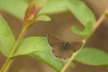 Beautiful sorrel saphire butterfly sitting on leaflet Royalty Free Stock Photo