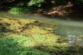 Beautiful source of ljubljanica in vrhnika, slovenia