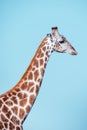 South African giraffe Savuti, Botswana safari Royalty Free Stock Photo