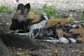 Beautiful south african wild dog resting under a tree