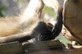 beautiful south american black-handed spider monkey lying in the sun