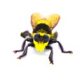 Beautiful southern bee killer robber fly - Mallophora orcina - large fuzzy and furry yellow and black colors mimics bumblebee Royalty Free Stock Photo