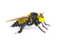 Beautiful southern bee killer robber fly - Mallophora orcina - large fuzzy and furry yellow and black colors mimics bumblebee Royalty Free Stock Photo