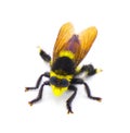 Beautiful southern bee killer robber fly - Mallophora orcina - large fuzzy and furry yellow and black colors mimics bumblebee Royalty Free Stock Photo