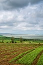 Beautiful southern landscape with field and clouds Royalty Free Stock Photo