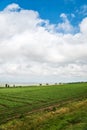 Beautiful southern landscape with field and clouds Royalty Free Stock Photo