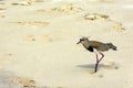 Beautiful Southern Lapwing walking on the beach