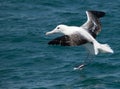 A Beautiful Southern Royal Albatross Coming in for a Landing