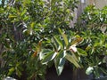 Beautiful southern tree with decorative leaves in summer in Israel close-up.