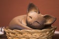 Beautiful souvenir sleeping cat