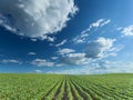 Beautiful soybean fields at idyllic sunny day Royalty Free Stock Photo