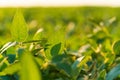 Beautiful soybean plant. Soy leaves. Soy in the field Royalty Free Stock Photo