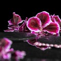 Beautiful spa background of blooming dark purple geranium flower Royalty Free Stock Photo
