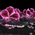 Beautiful spa background of blooming dark purple geranium flower