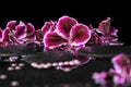 Beautiful spa background of blooming dark purple geranium flower