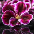 Beautiful spa background of geranium flower, beads and black zen Royalty Free Stock Photo