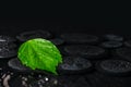 Beautiful spa background of green leaf hibiscus on zen basalt st Royalty Free Stock Photo