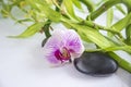 Beautiful spa or body care composition with orchid flower, black massage stones and bamboo stems with drops Royalty Free Stock Photo