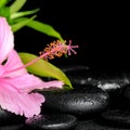 beautiful spa composition of pink hibiscus flower and twig bamboo on zen basalt stones with drops, closeup Royalty Free Stock Photo