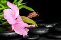 beautiful spa composition of pink hibiscus flower and twig bamboo on zen basalt stones with drops, closeup Royalty Free Stock Photo
