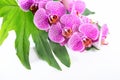 Beautiful spa concept of blooming branch stripped violet orchid Royalty Free Stock Photo