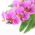 Beautiful spa concept of blooming branch stripped violet orchid Royalty Free Stock Photo