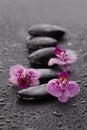 Beautiful spa concept of blooming orchid branch on wet zen stones on black background with water drops Royalty Free Stock Photo