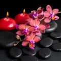 beautiful spa concept of blooming twig red orchid flower, phalaenopsis with water drops and candles on zen basalt stones, closeup Royalty Free Stock Photo