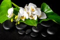 Beautiful spa concept of blooming white orchid flower, phalaenop Royalty Free Stock Photo