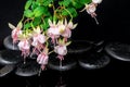 Beautiful spa concept of branch fuchsia flower and zen basalt st Royalty Free Stock Photo