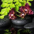 Beautiful spa concept of deep cherry orchid (phalaenopsis), green branch of fern zen stones with drops and reflection on water