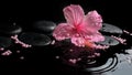 Beautiful spa concept of delicate pink hibiscus, zen stones Royalty Free Stock Photo